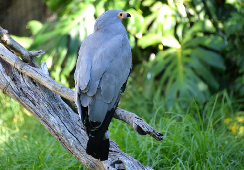 World of Birds Wildlife Sanctuary.